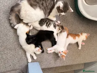 Mixed Breed cats 4 gorgeous playful little ones - Advert 12