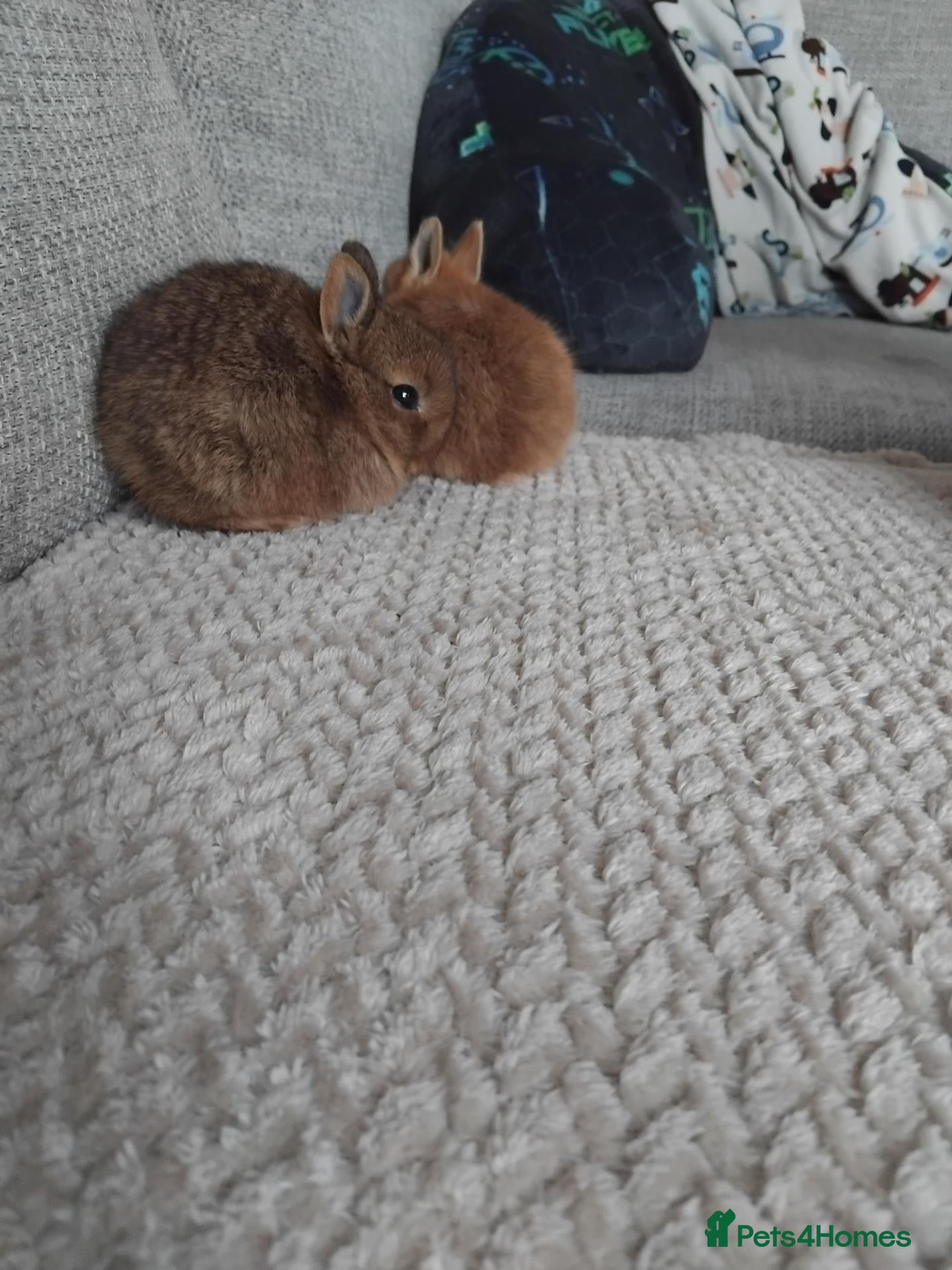 Netherland Dwarf rabbits for sale: Beautiful netherland dwarf bunnies - Advert 12