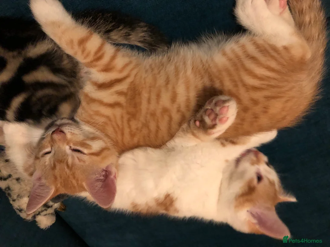 Mixed Breed cats for sale: 3 darling kittens looking for new homes - Advert 10