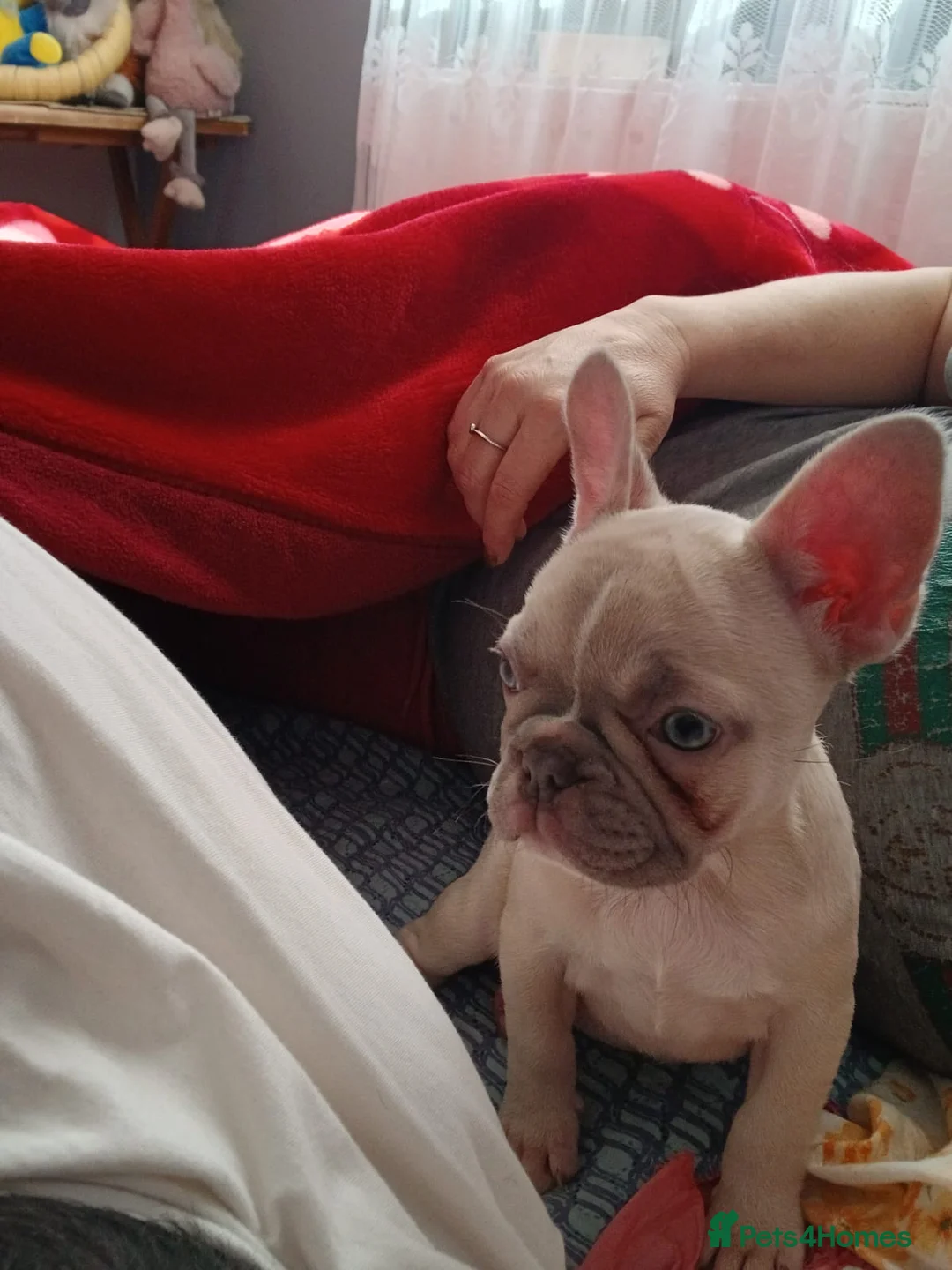 French Bulldog dogs for sale: 2 Girl  - Advert 2