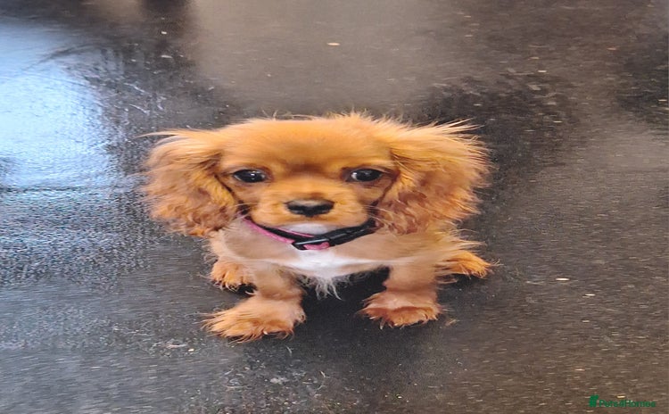 Cavalier King Charles Spaniel dogs - Advert 7