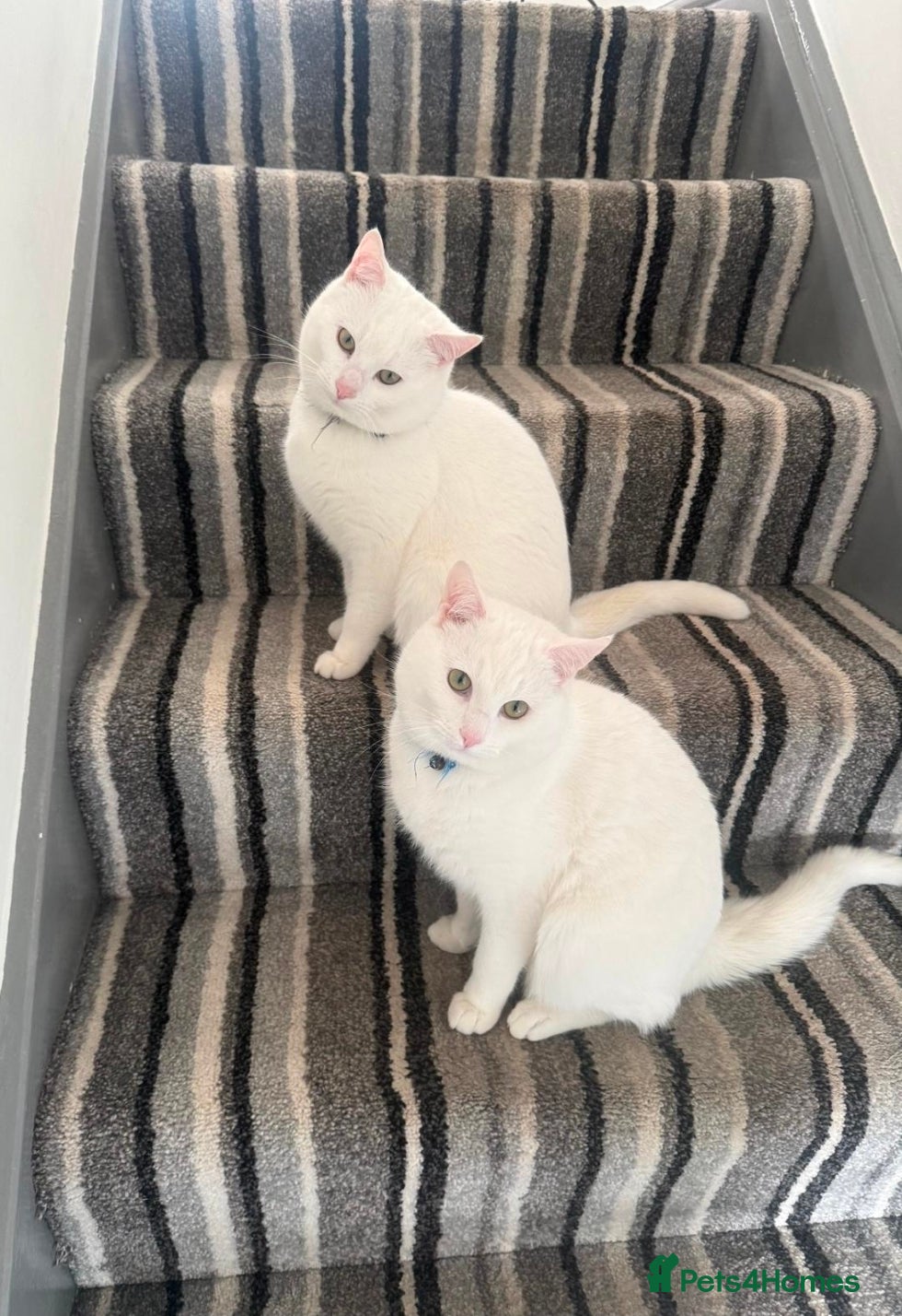 British Shorthair cats White cats for sale  - Advert 6