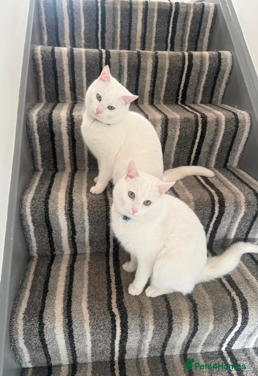 British Shorthair cats for sale: White cats for sale  - Advert 1