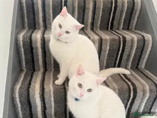 British Shorthair cats White cats for sale - Advert 2