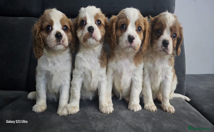 Cavalier King Charles Spaniel dogs - Advert 2