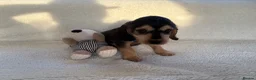 Cocker Spaniel dogs for sale: Show type cocker spaniels in Ipswich - Advert 7