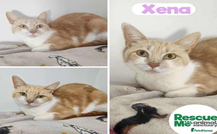 Mixed Breed cats Xena - sweet mummy cat - Advert 1