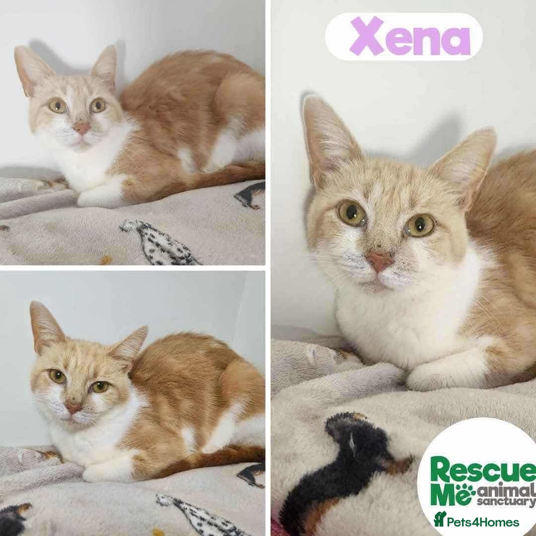 Mixed Breed cats for adoption: Xena - sweet mummy cat - Advert 1