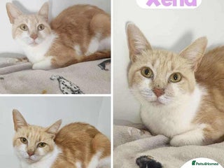 Mixed Breed cats Xena - sweet mummy cat - Advert 1