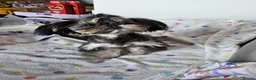 Shih Tzu dogs for stud: Handsome imperial shihtzu *NOW PROVEN* - Advert 11