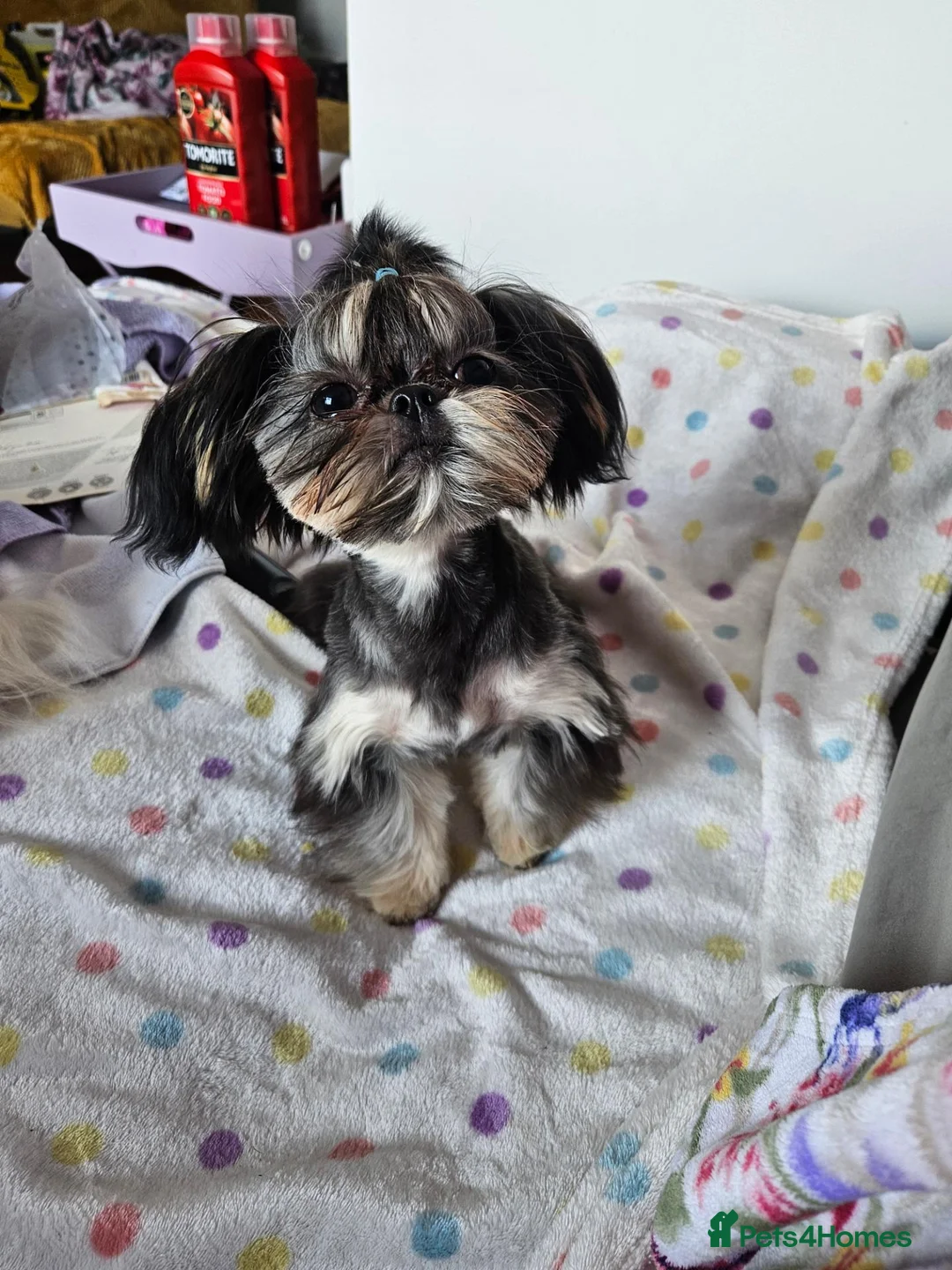 Shih Tzu dogs for stud: Handsome imperial shihtzu *NOW PROVEN* - Advert 11
