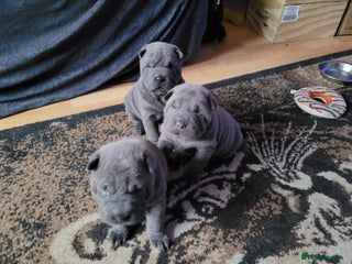 Shar Pei dogs Shar-Pei puppies for sale - Advert 6
