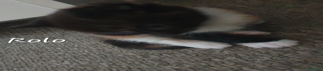 Rag doll cross 