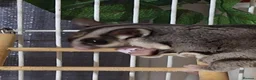 Sugar Glider rodents for sale: 2 brother sugsr gliders  - Advert 5