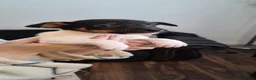 Jack Russell dogs for sale: 🐶 JACK RUSSELL PUPPIES FOR SALE 🐶 - Advert 16