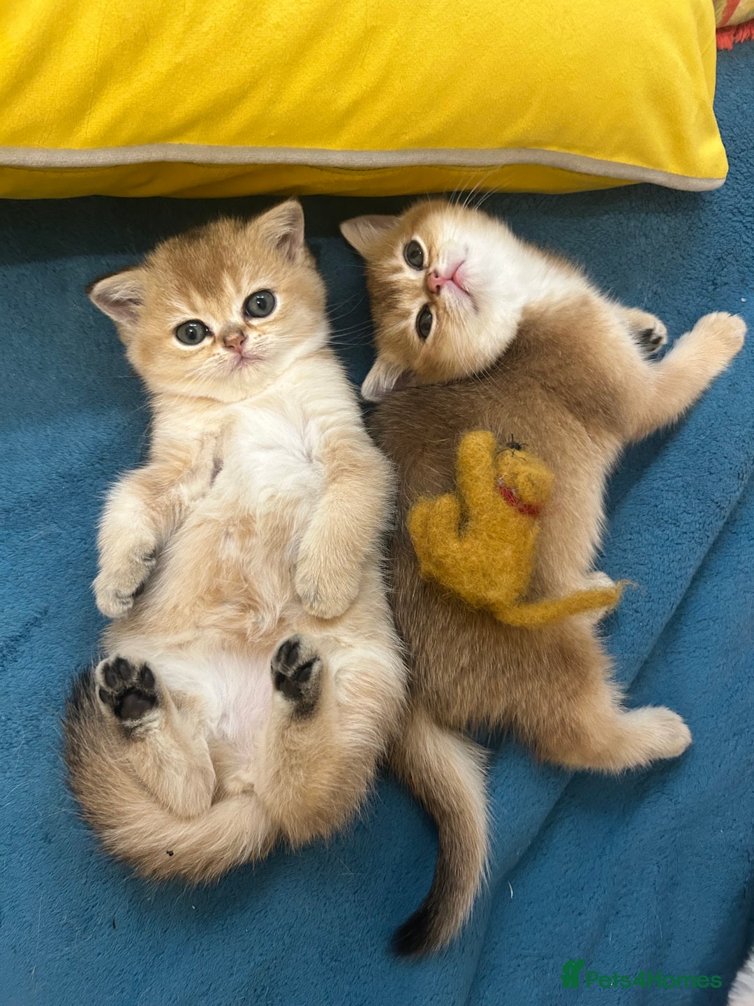 Scottish Fold cats for sale: Gold chinchilla baby’s available  - Advert 17