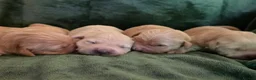 Golden Retriever dogs for sale: 🤍 Golden Retriever Puppies Raised with Love 🐾 - Advert 16