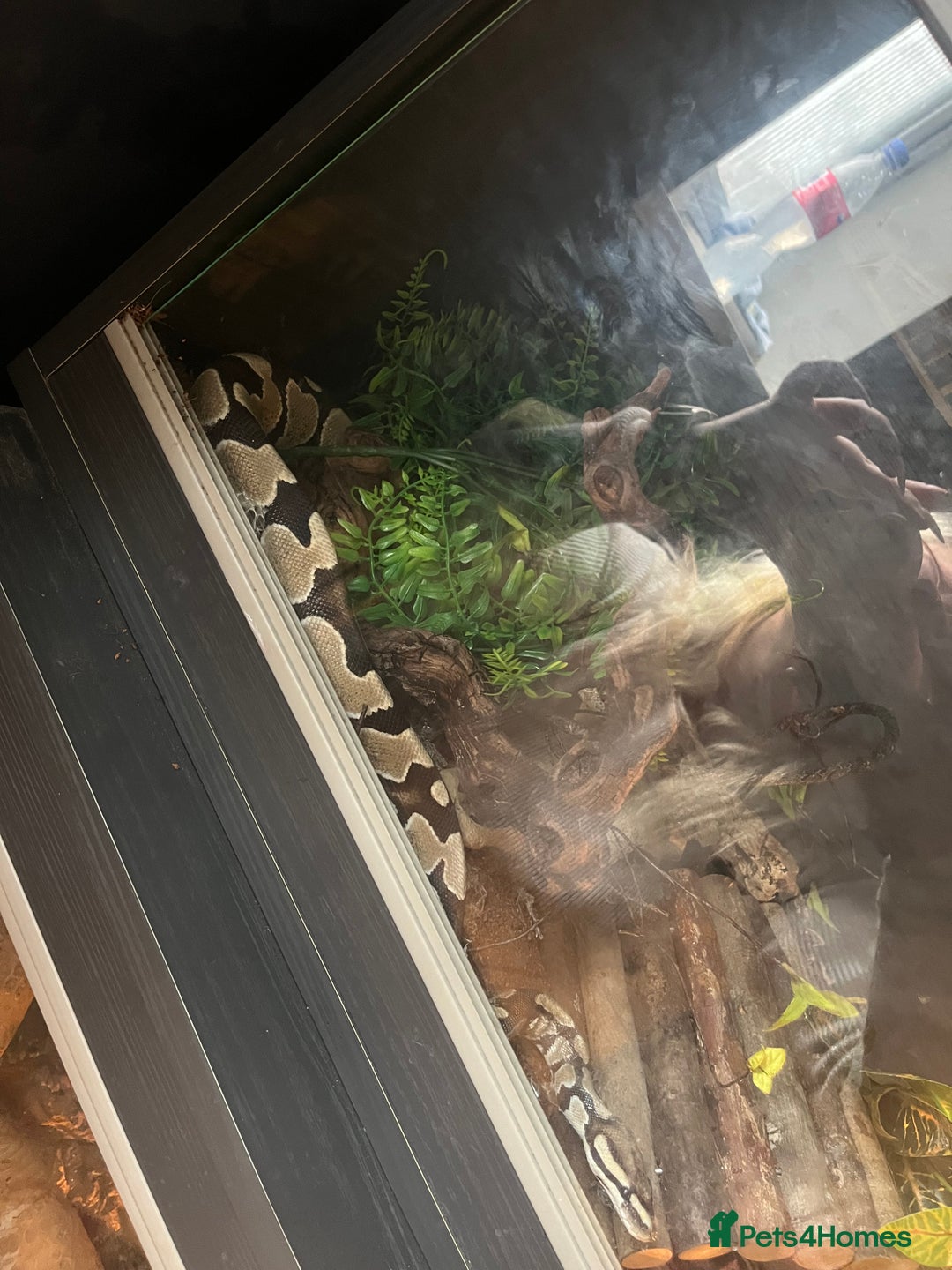 Python Snake reptiles for sale: 2 x royal ball python’s with set up  - Image 10