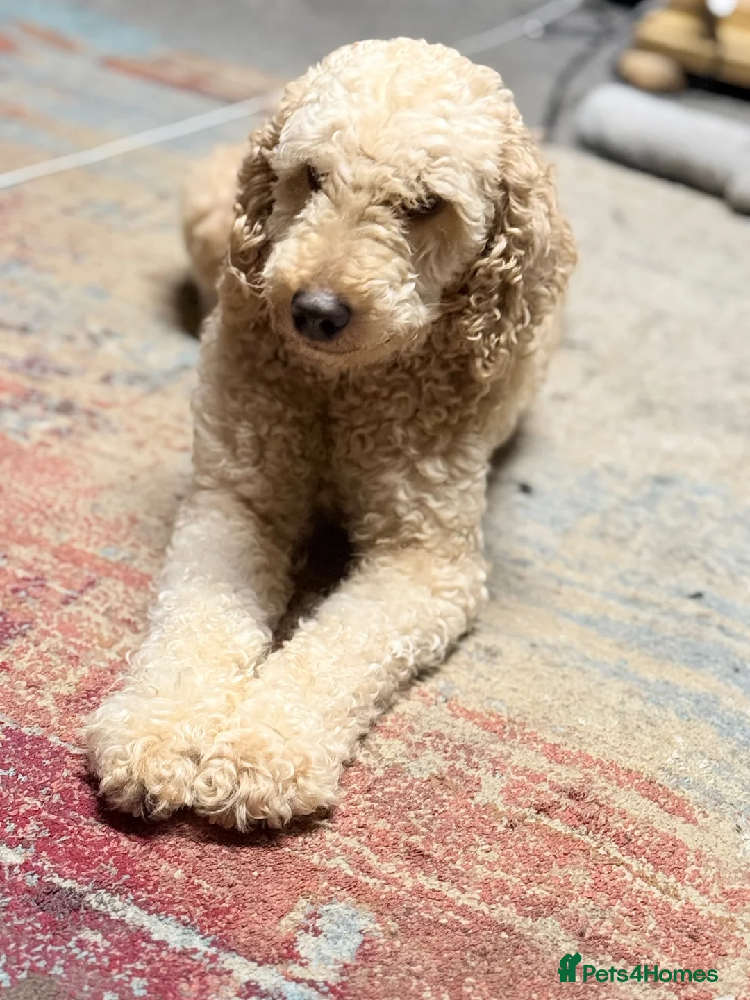 Mixed Breed dogs for sale: Hybrid Miniature X Toy Poodle puppies  - Advert 1