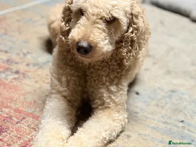 Mixed Breed dogs for sale: Hybrid Miniature X Toy Poodle puppies - Advert 1