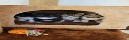 Mixed Breed cats for sale: 4 Adorable kittens looking for beautiful homes  - Advert 13