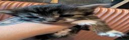 Domestic Shorthair cats for sale: Fluffy Little Mischief Makers Looking for Homes - Advert 14