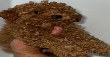 Cavapoo dogs - Advert 2