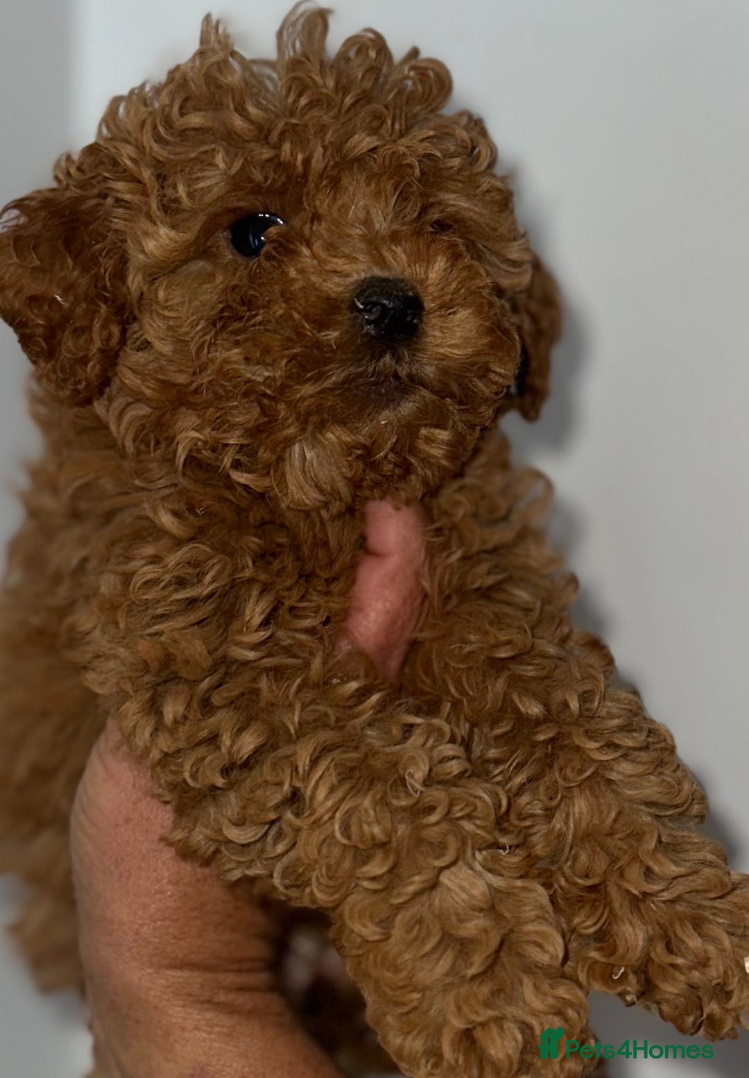 Cavapoo dogs for sale: F1 cavapoo  reddy now  - Image 3
