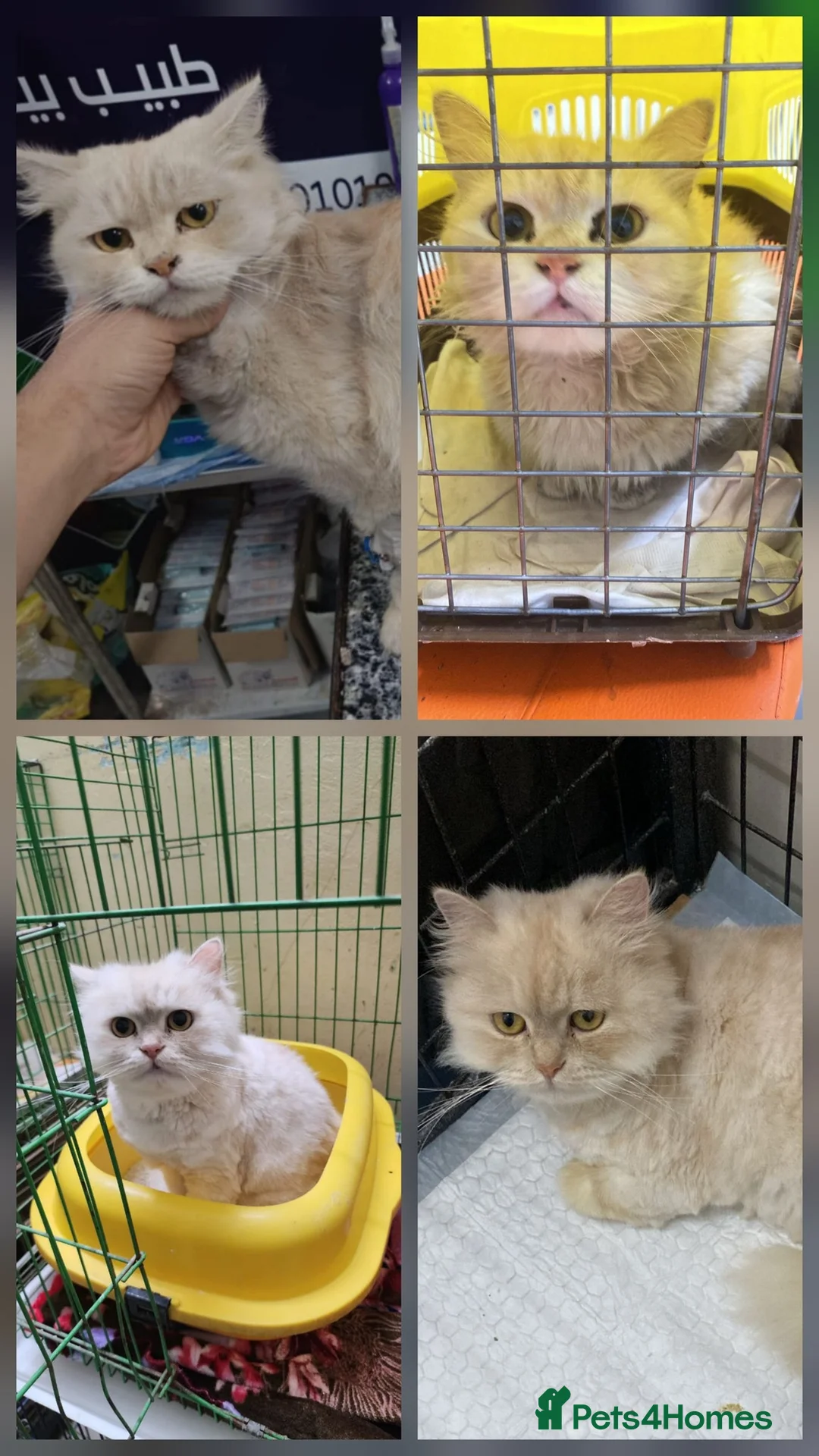 Mixed Breed cats for adoption: Beautiful Bondoka is looking for love <3 - Advert 2