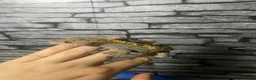 Gecko reptiles for sale: Male and female crested geckos for new home  in Blaydon-on-Tyne - Advert 3