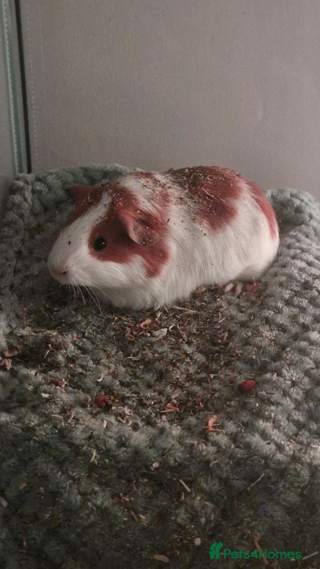Guinea Pig rodents for sale: Guinea pigs and full set up - Advert 8