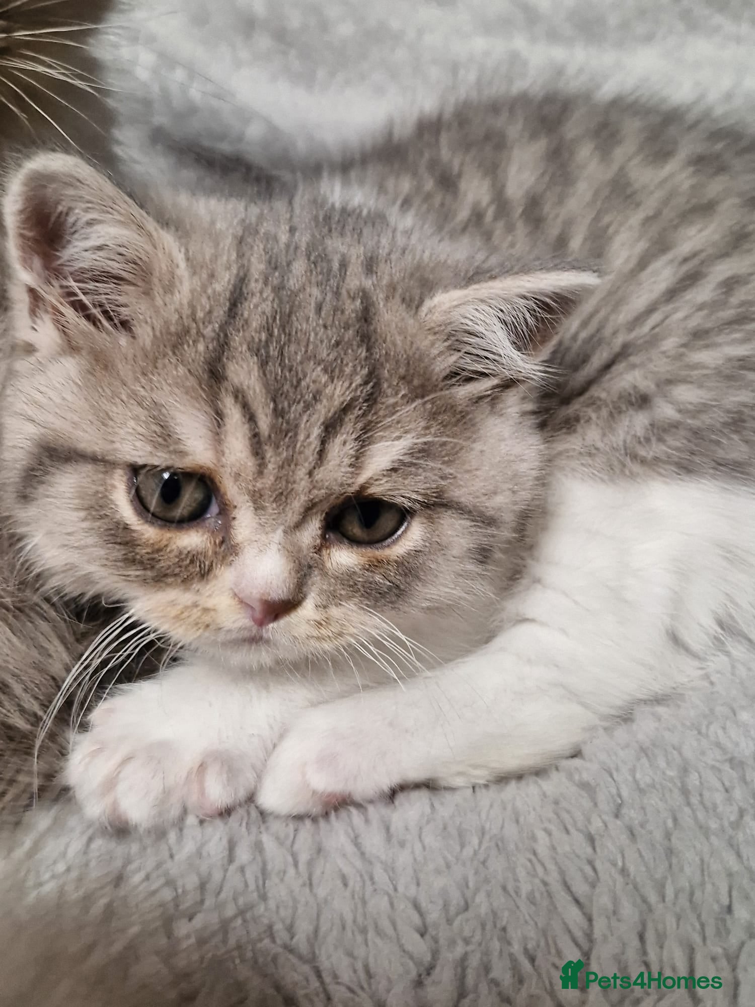 Selkirk Rex cats Pedigree selkirk rex Blue tortie tabby bi colour - Advert 1