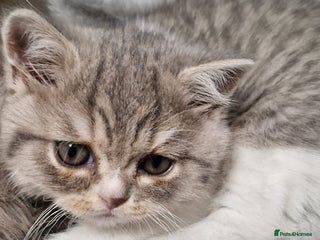 Selkirk Rex cats Pedigree selkirk rex Blue tortie tabby bi colour - Advert 17