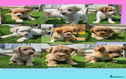 Mixed Breed dogs for sale: Mixed puppy’s  - Image 1