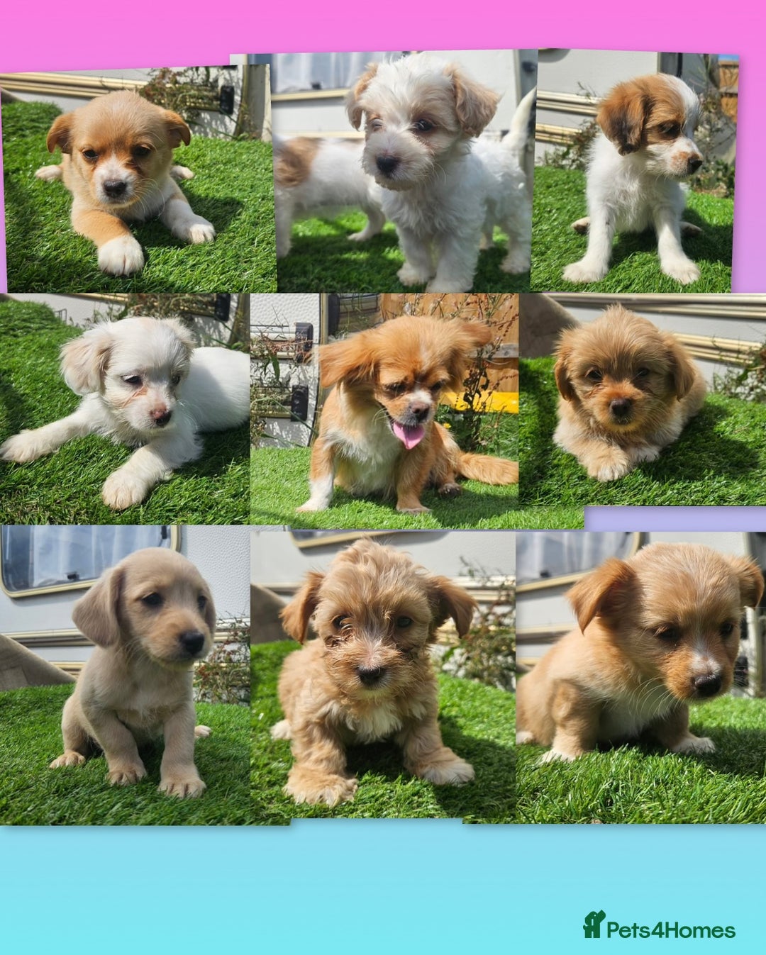 Mixed Breed dogs for sale: Mixed puppy’s  - Image 1