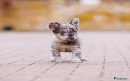 French Bulldog dogs for sale: Top girls ready to leave  - Image 15