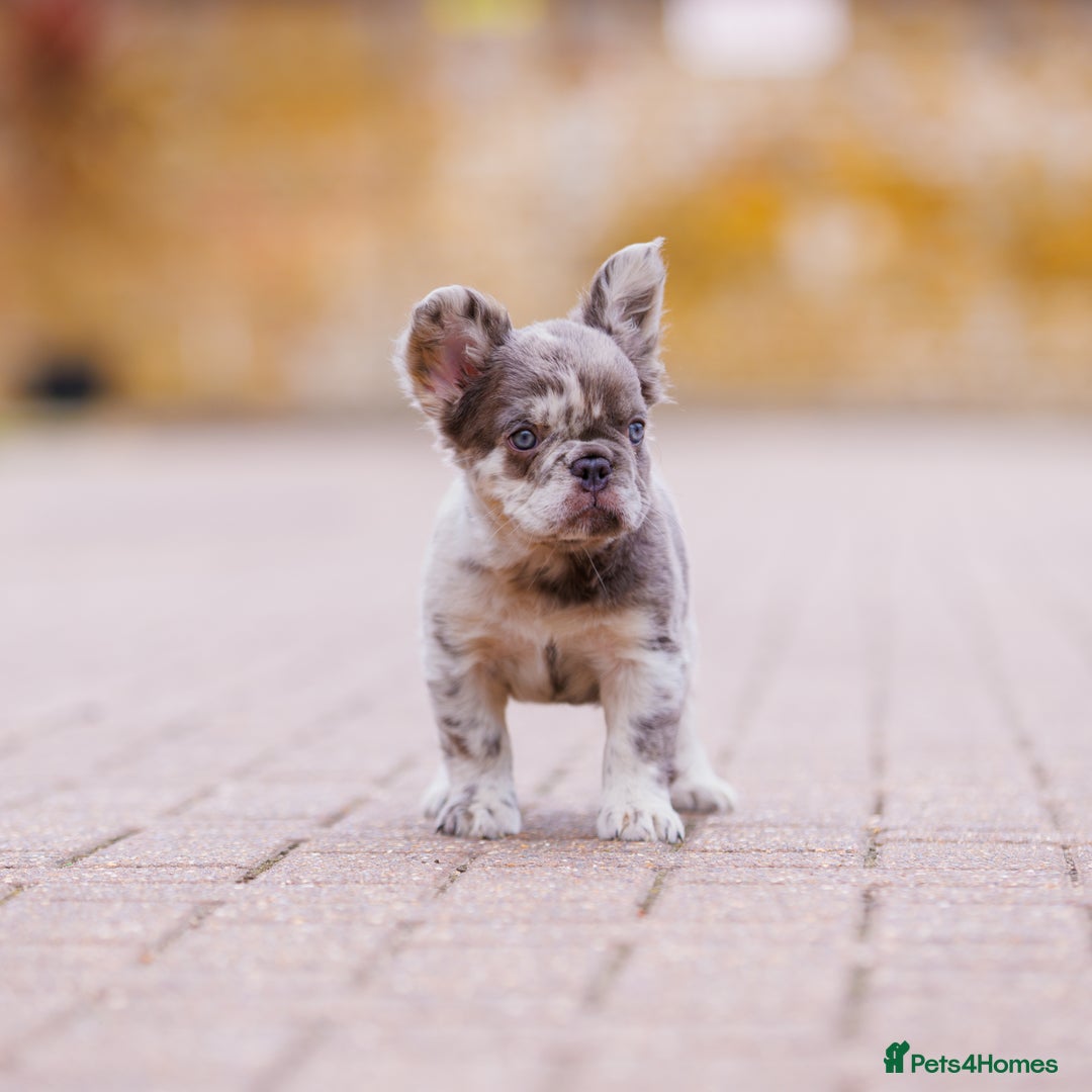 French Bulldog dogs for sale: Top girls ready to leave  - Image 15