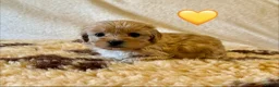 Mixed Breed dogs for sale: Beautiful Litter of Shihpoochon Puppies - Advert 7