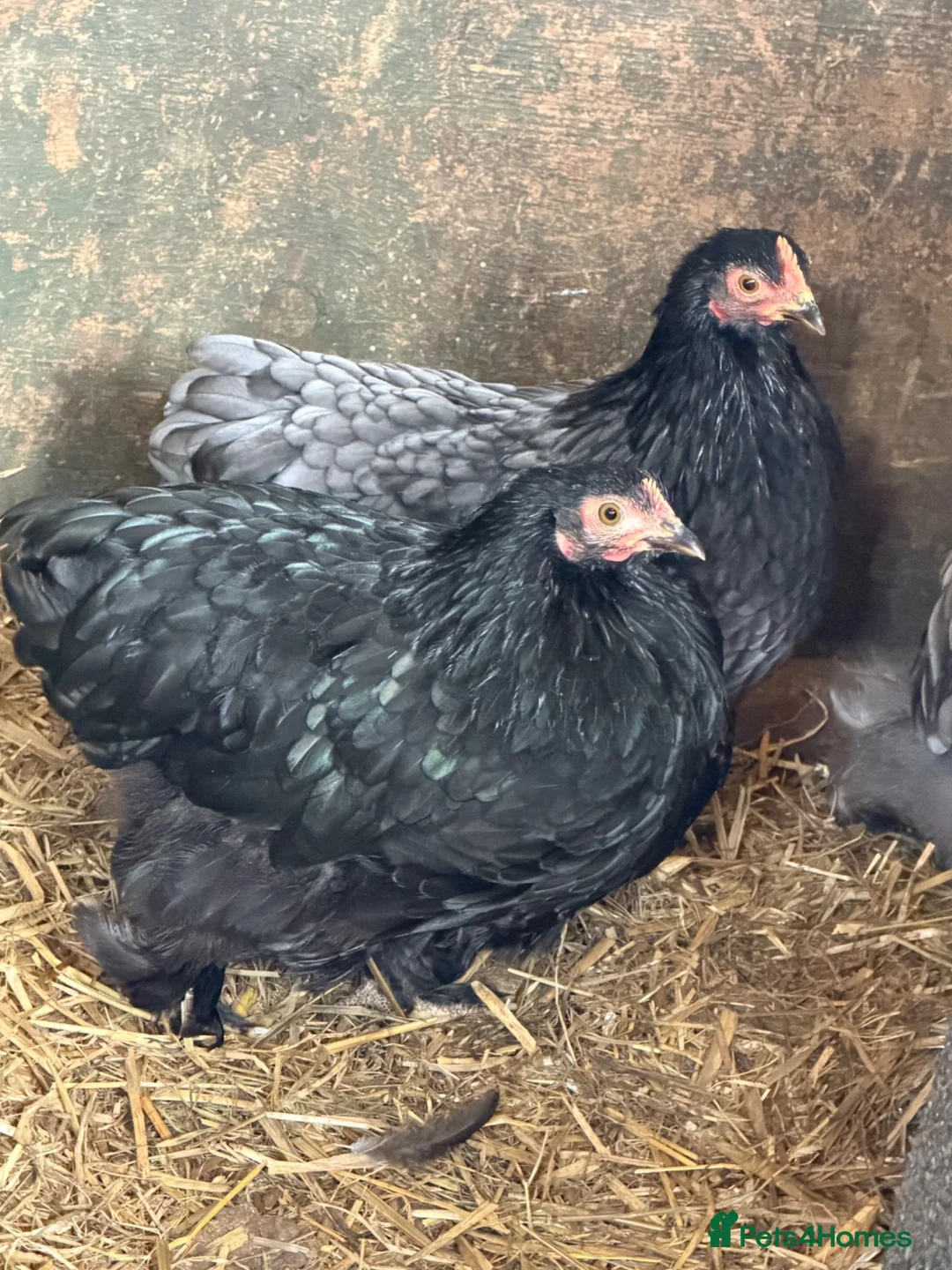 Chickens poultry for sale: Pekin bantam hens - Advert 2