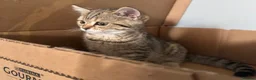 Scottish Fold cats for sale: Scottish Fold class & chinchilla Kittens Available - Advert 25