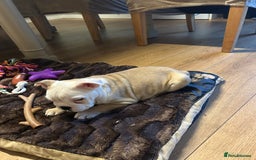 English Bulldog dogs for sale: Beautiful girl English bulldog - Image 1