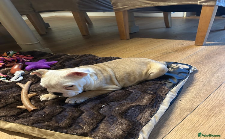 English Bulldog dogs - Advert 9