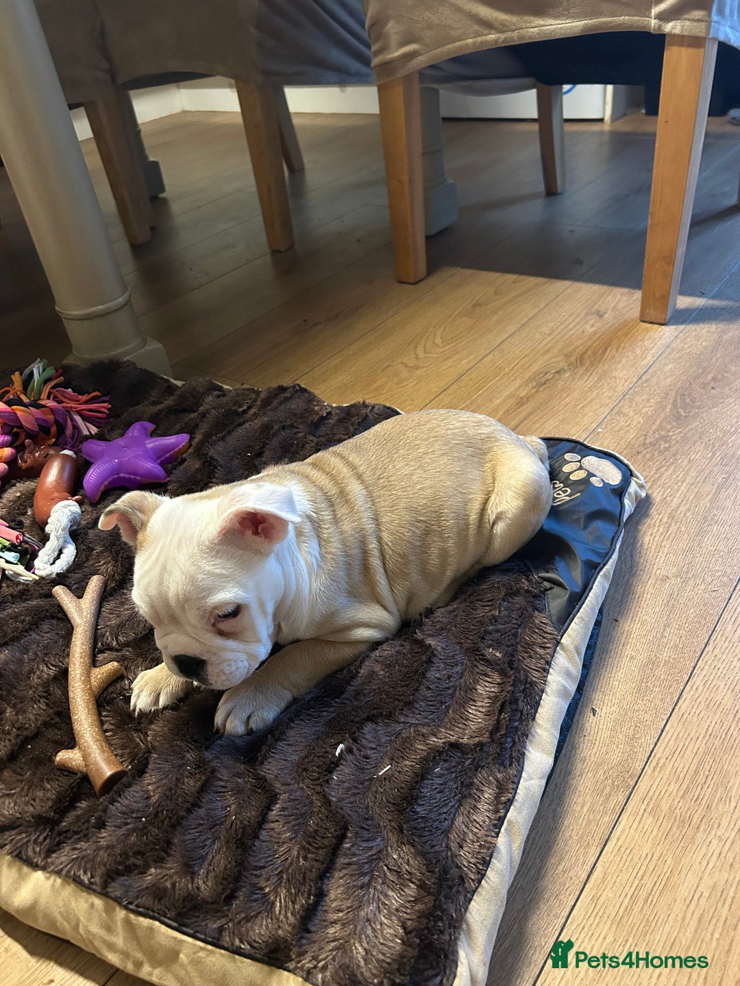 English Bulldog dogs for sale: Beautiful girl English bulldog - Image 1