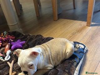 English Bulldog dogs for sale - Advert 1