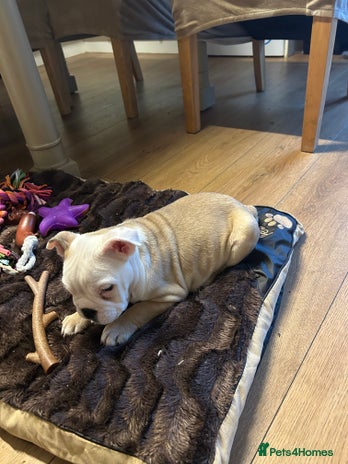 English Bulldog dogs - Advert 1