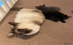 Mixed Breed cats for sale: Beautiful ragdoll x kittens  - Image 5