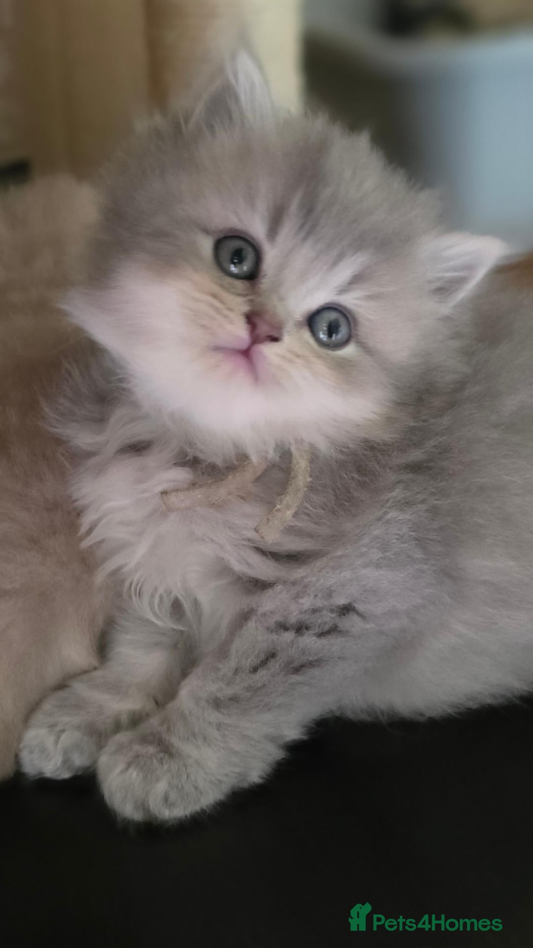 British Shorthair cats six beautiful British Shorthair and longhair - Advert 4
