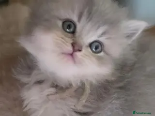 British Shorthair cats six beautiful British Shorthair and longhair - Advert 6