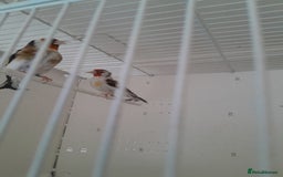Canaries birds for sale: Canaries and Goldfinches  - Image 5