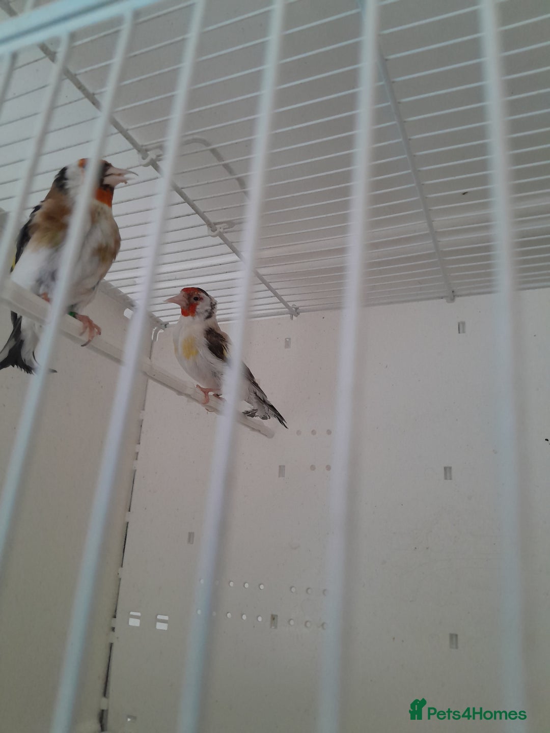 Canaries birds for sale: Canaries and Goldfinches  - Image 5